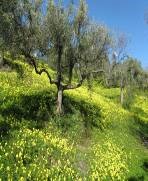 The Finca olive grove in February